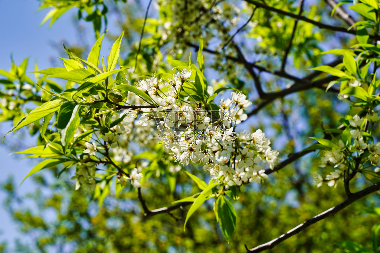 精致的白梅花照片摄影图片