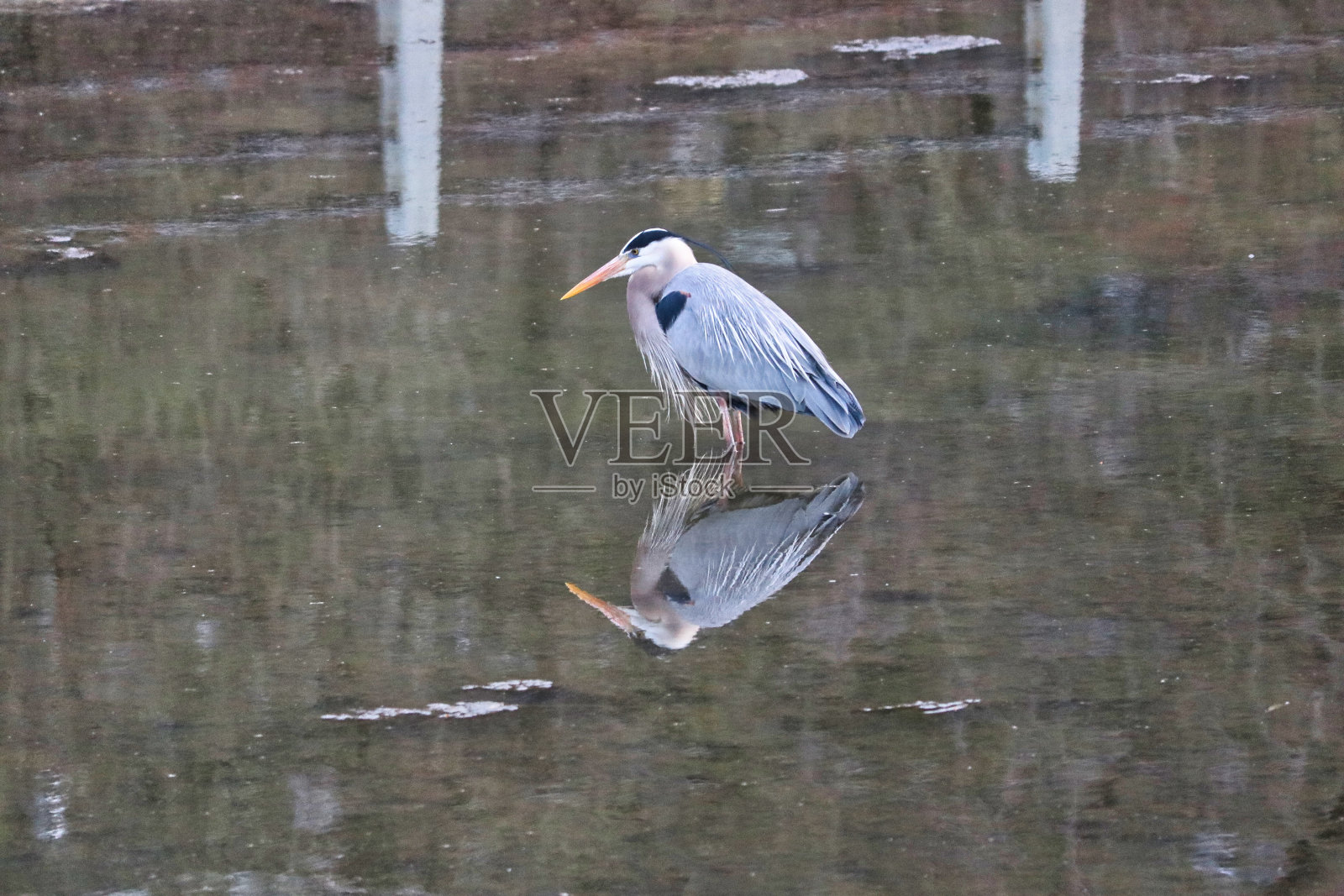 一只大蓝鹭照片摄影图片
