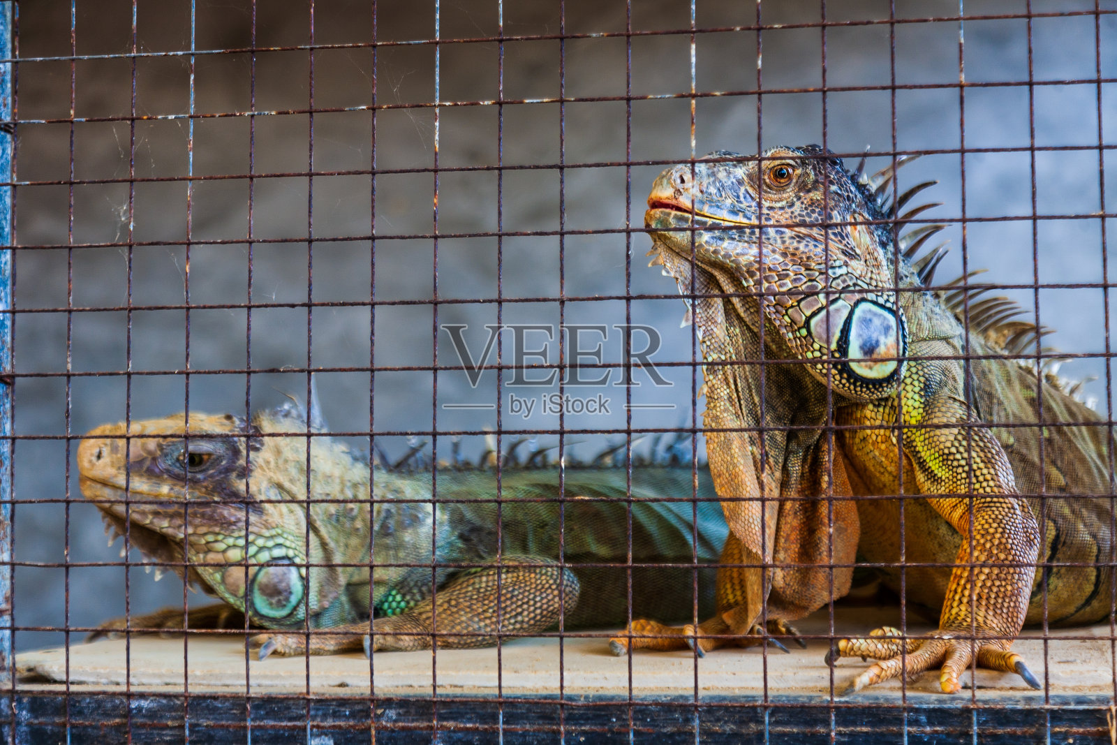 美洲鬣蜥的特写照片，也被称为绿鬣蜥。照片摄影图片