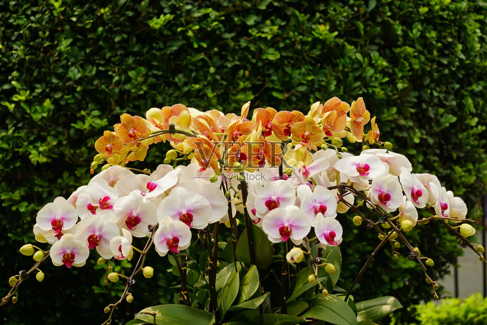 兰科花的特写照片摄影图片