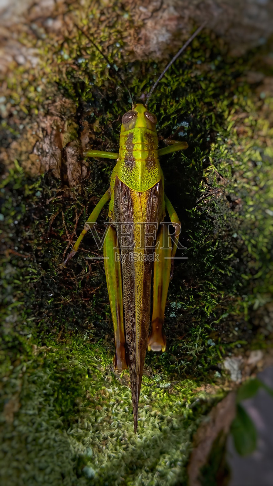 蚱蜢照片摄影图片