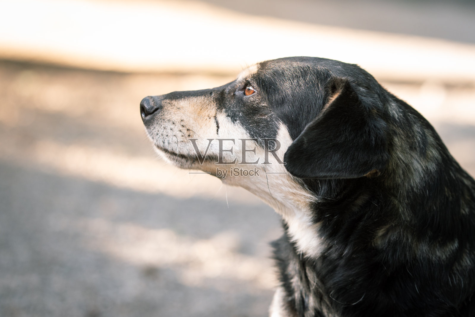 塞尔维亚，普通的狗狗在他们的寄养所里度过一天照片摄影图片