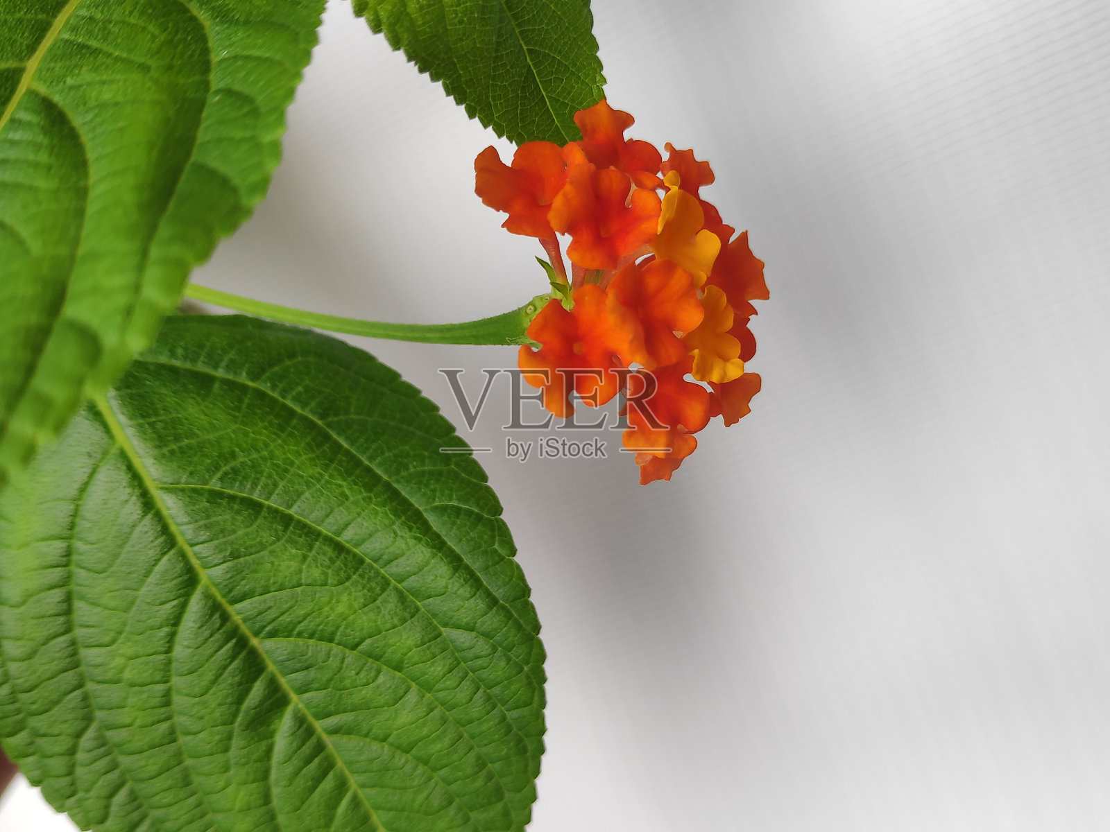 马樱丹属花照片摄影图片