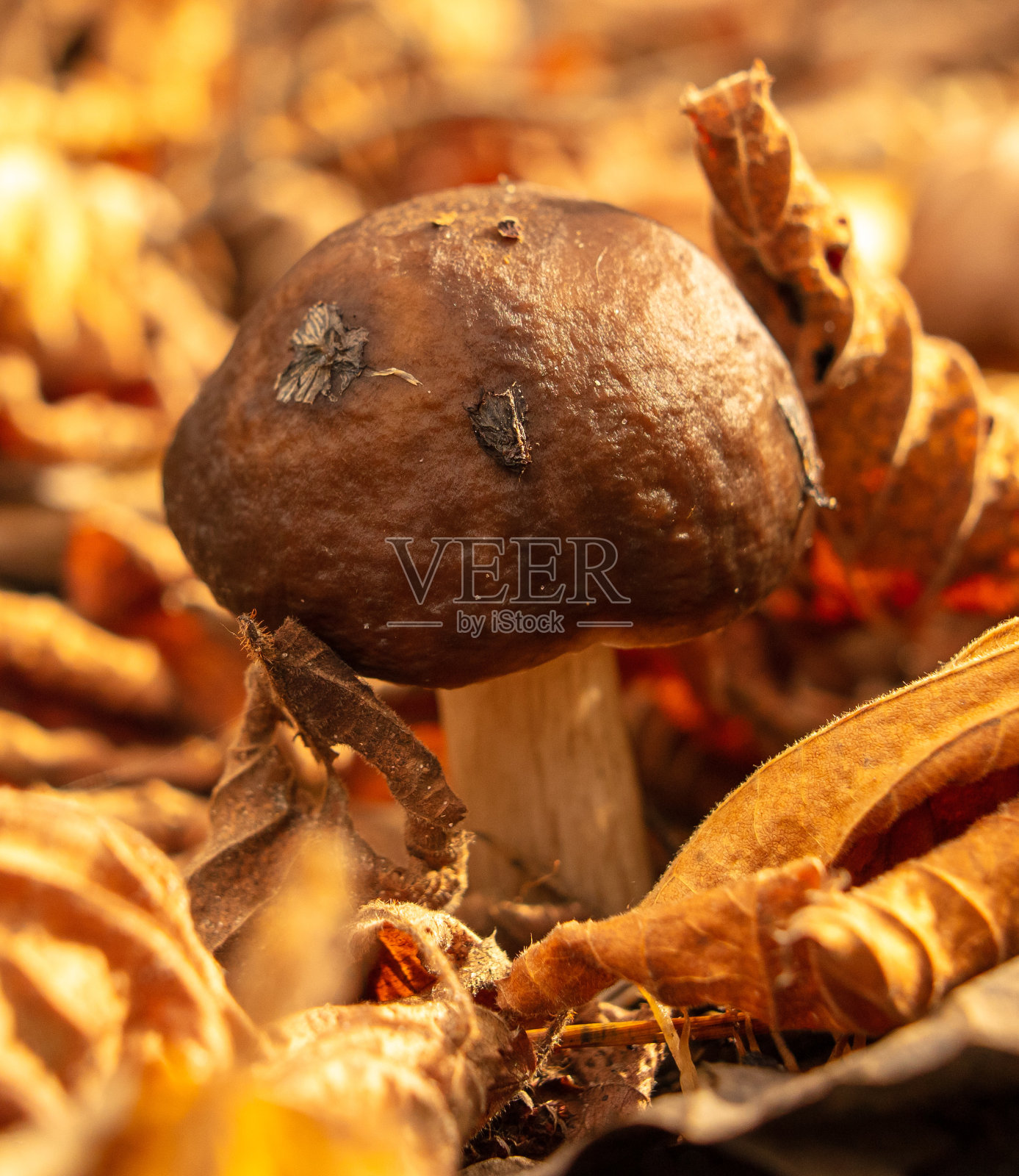 秋天，森林里地上的蘑菇照片摄影图片