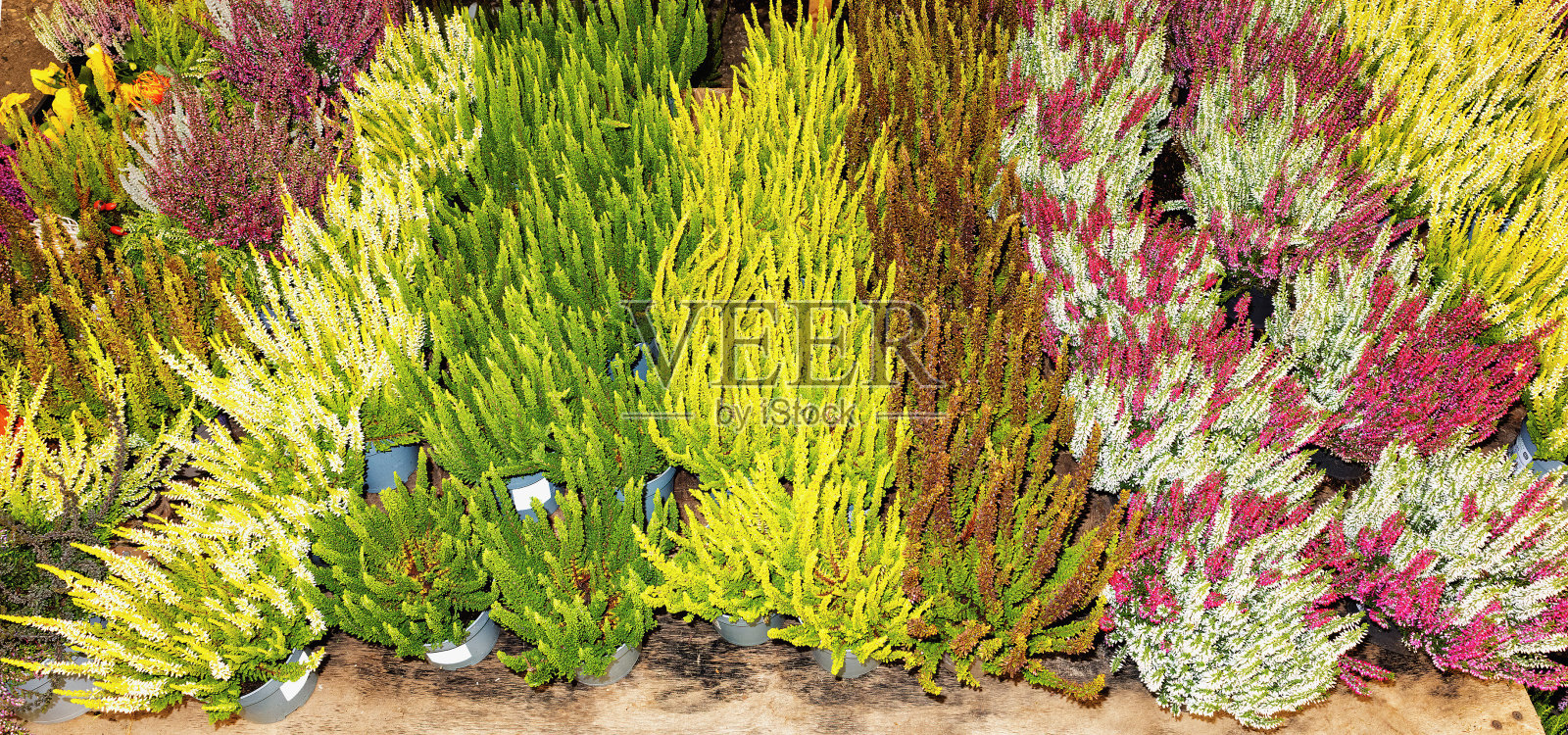 网站上出售各种各样的石楠花苗照片摄影图片