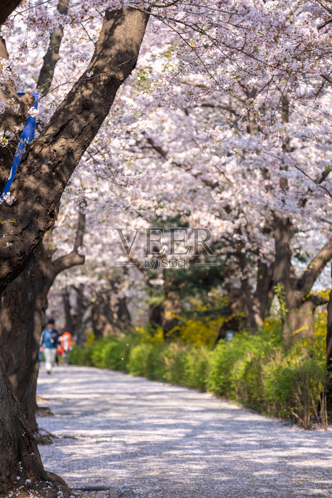 永登浦汝矣岛春花节是韩国首尔一年一度的樱花节之一照片摄影图片
