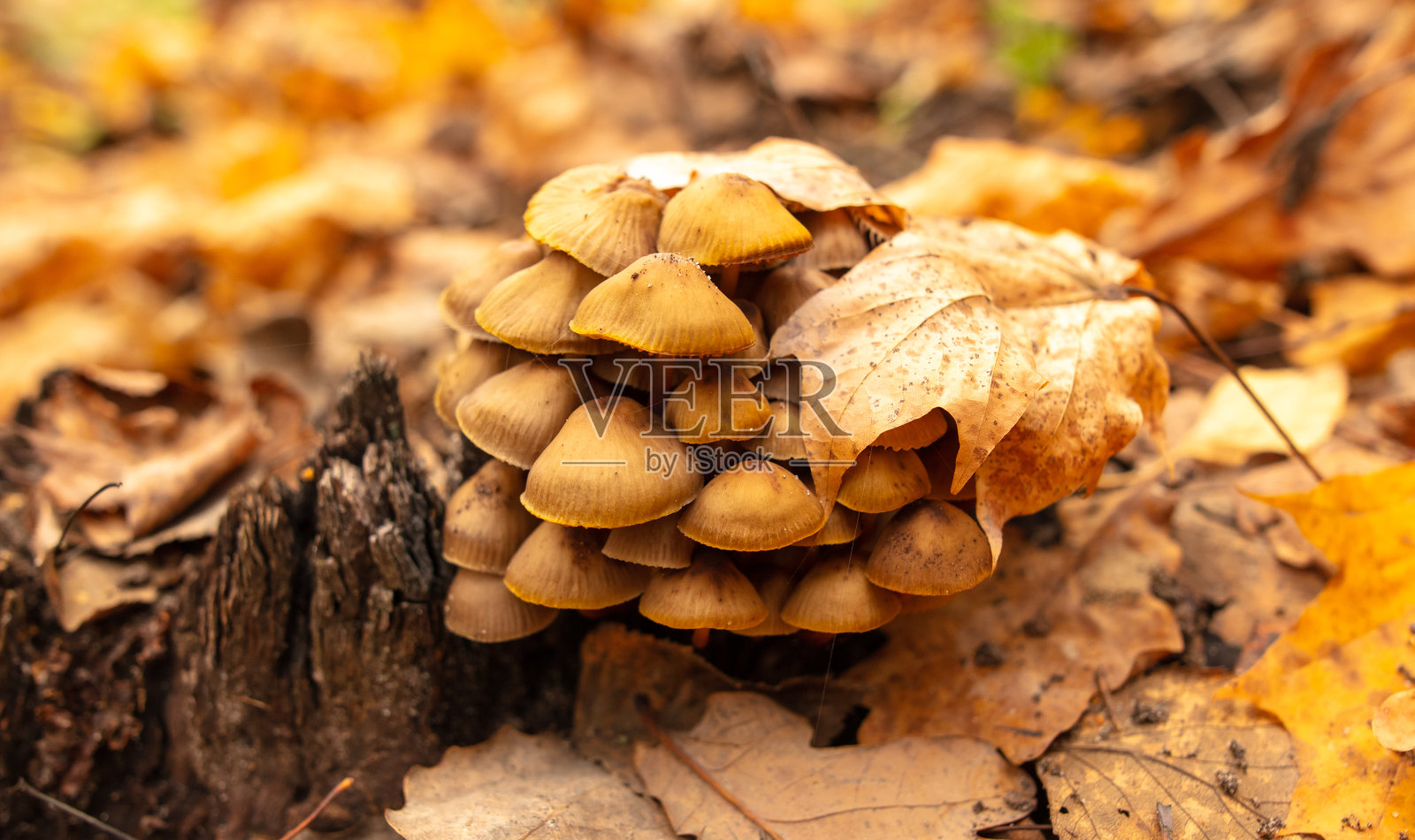秋天，森林里地上的毒蘑菇照片摄影图片