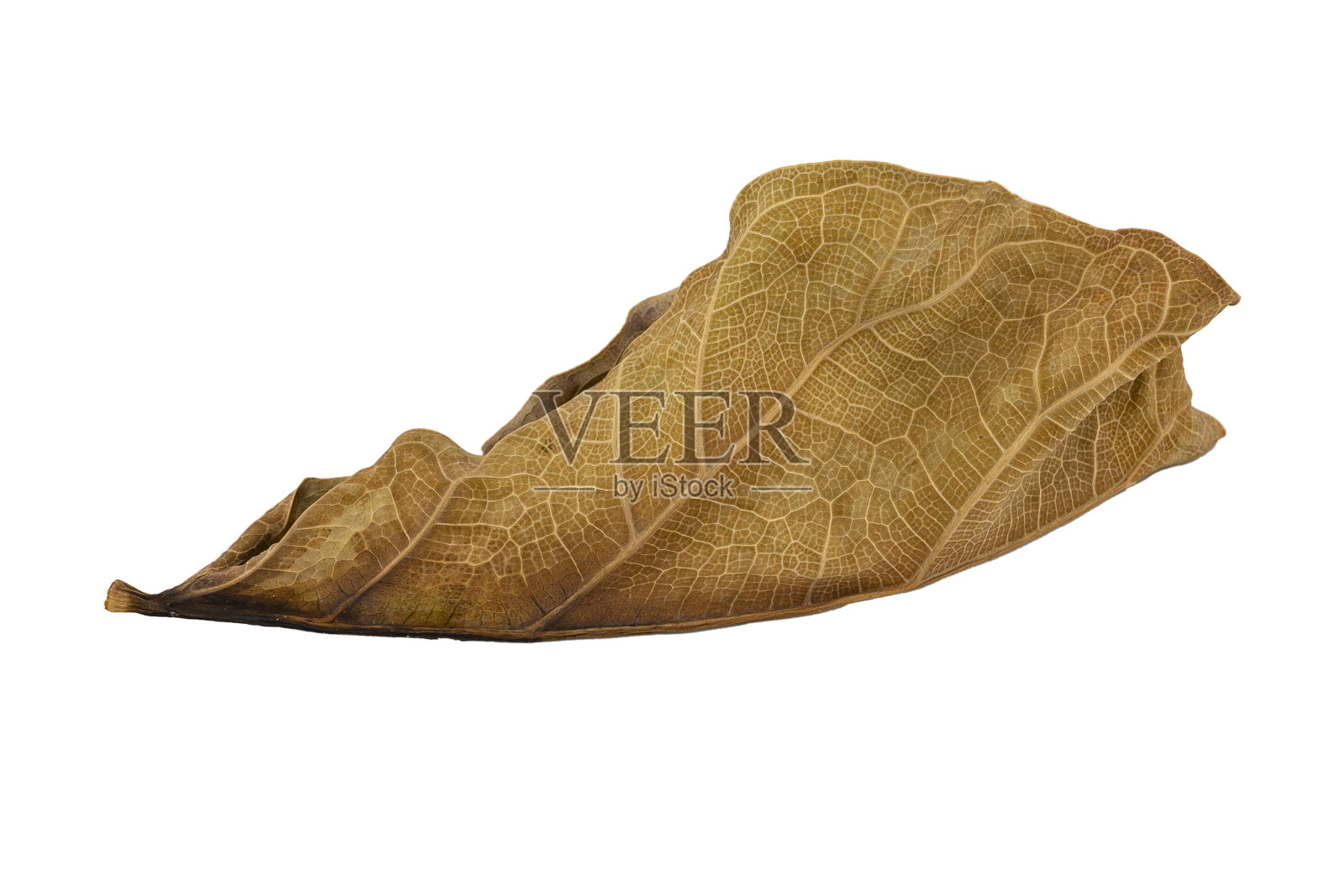 干树叶照片摄影图片