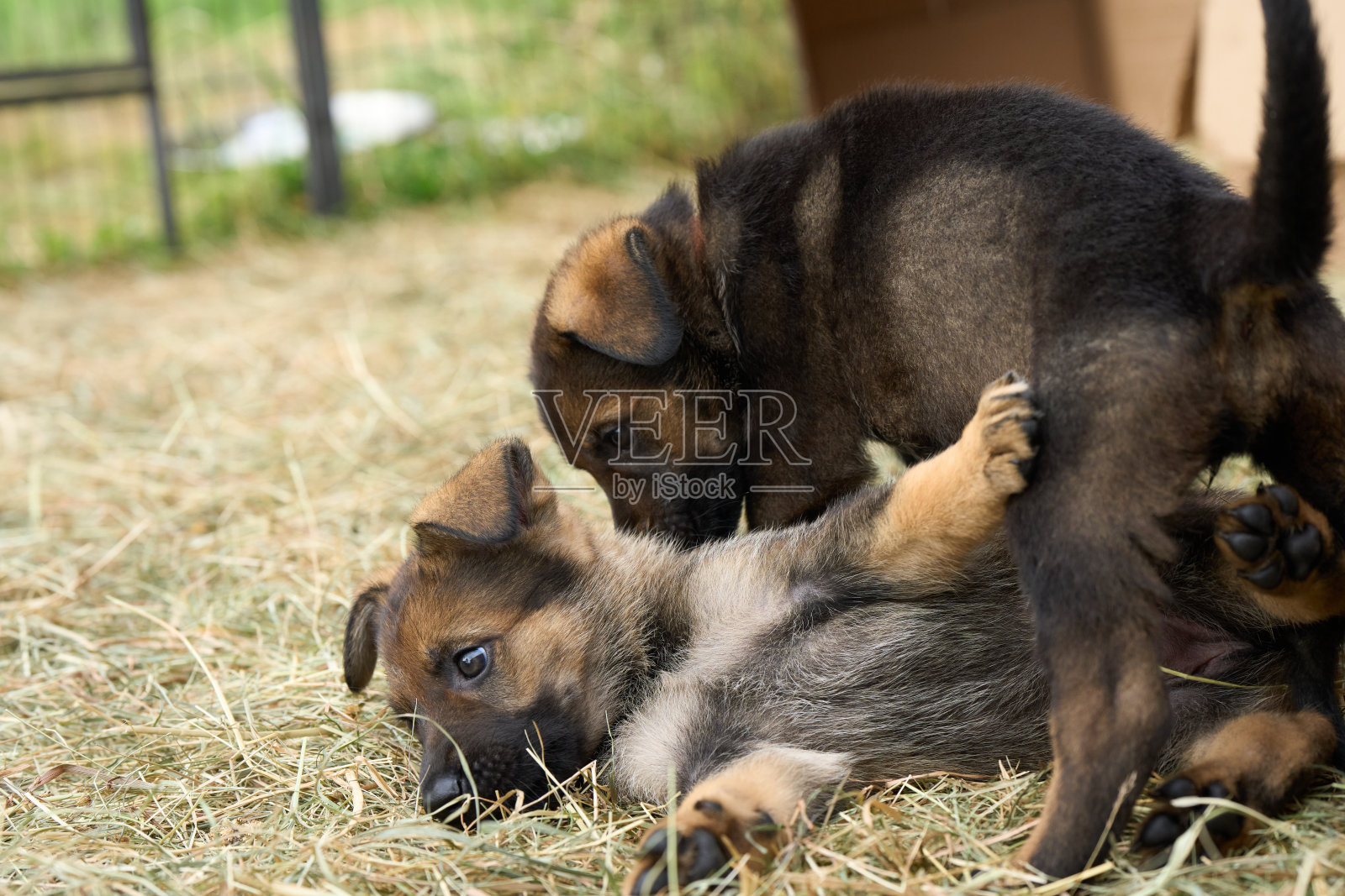 春天的一天，瑞典斯卡堡，美丽的德国牧羊犬小狗在花园里玩耍照片摄影图片
