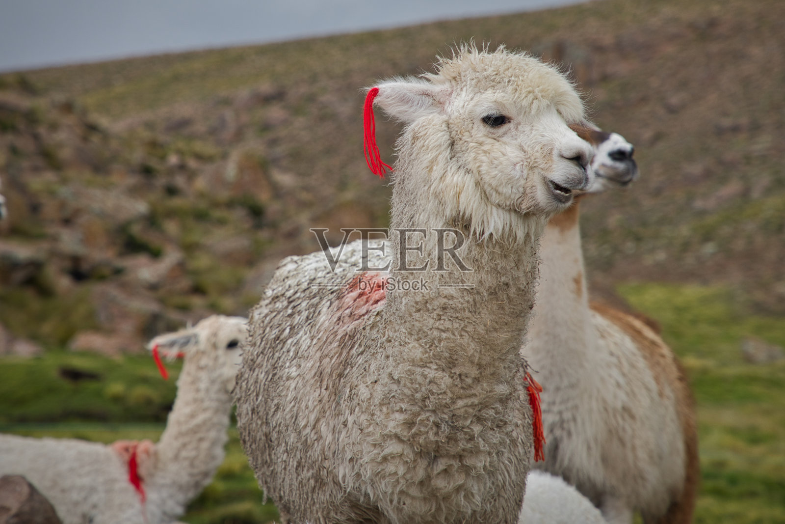 秘鲁高原上的羊驼。照片摄影图片