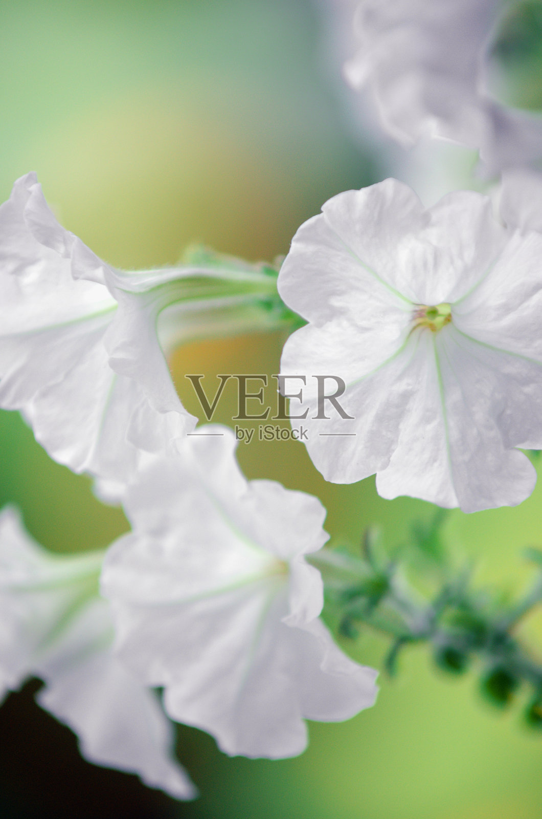 白色牵牛花，特写，选择性聚焦。垂直的摄影。照片摄影图片