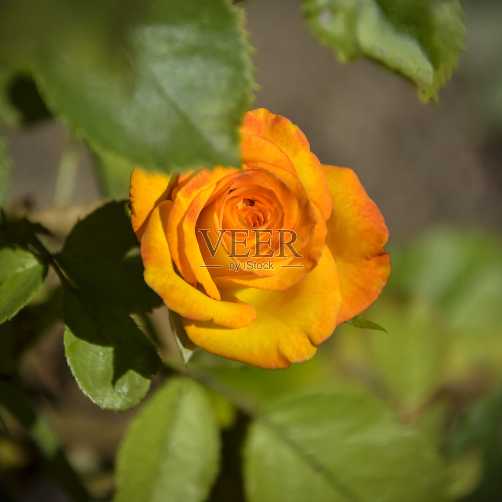 模糊背景上的橙玫瑰自然景观，以自然植物景观为背景，生态封面。盛开的鲜橙玫瑰在花园里散发着芬芳。特写镜头。有选择性的重点。照片摄影图片