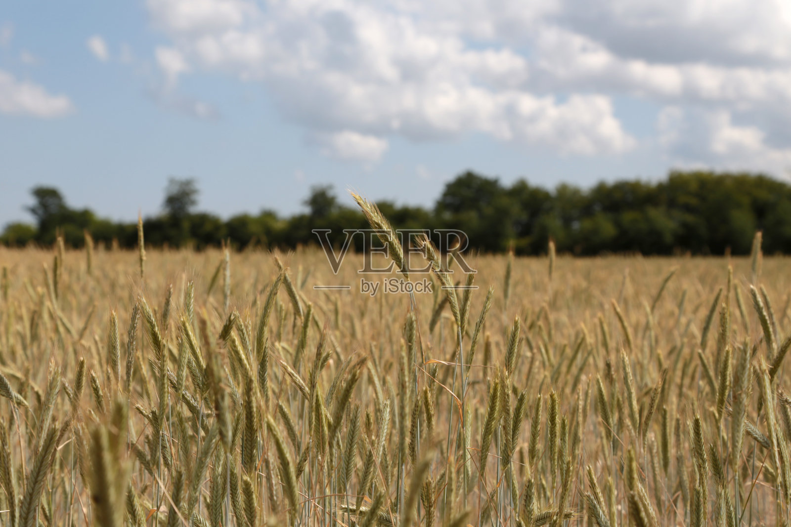 农业照片摄影图片