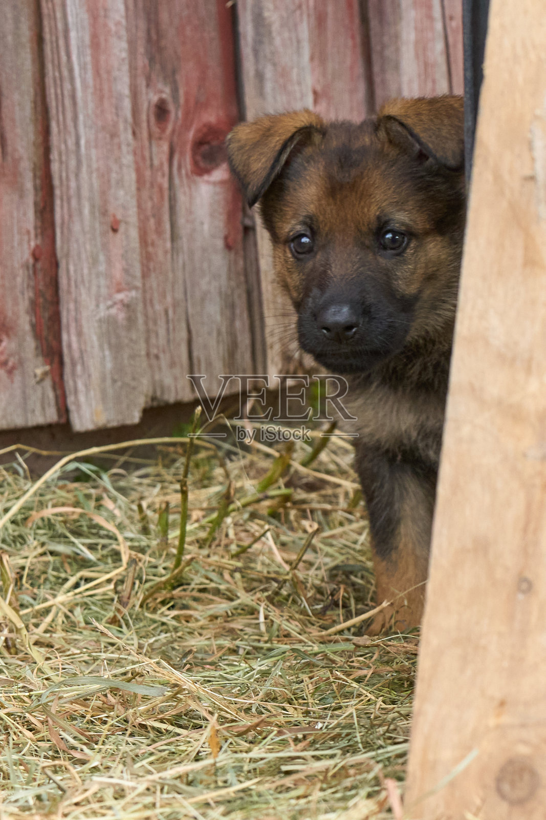 春天的一天，瑞典斯卡堡，美丽的德国牧羊犬小狗在花园里玩耍照片摄影图片