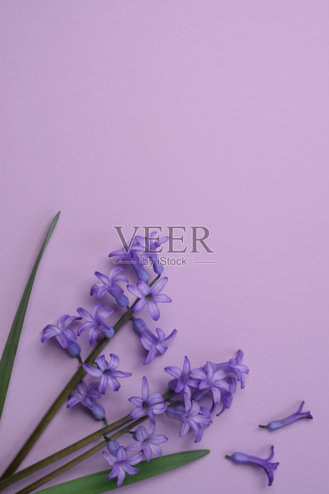 美丽的紫风信子普通风信子花在紫色的背景。概念你好，春天。最小的手法。复制空间，俯视图，平铺。照片摄影图片