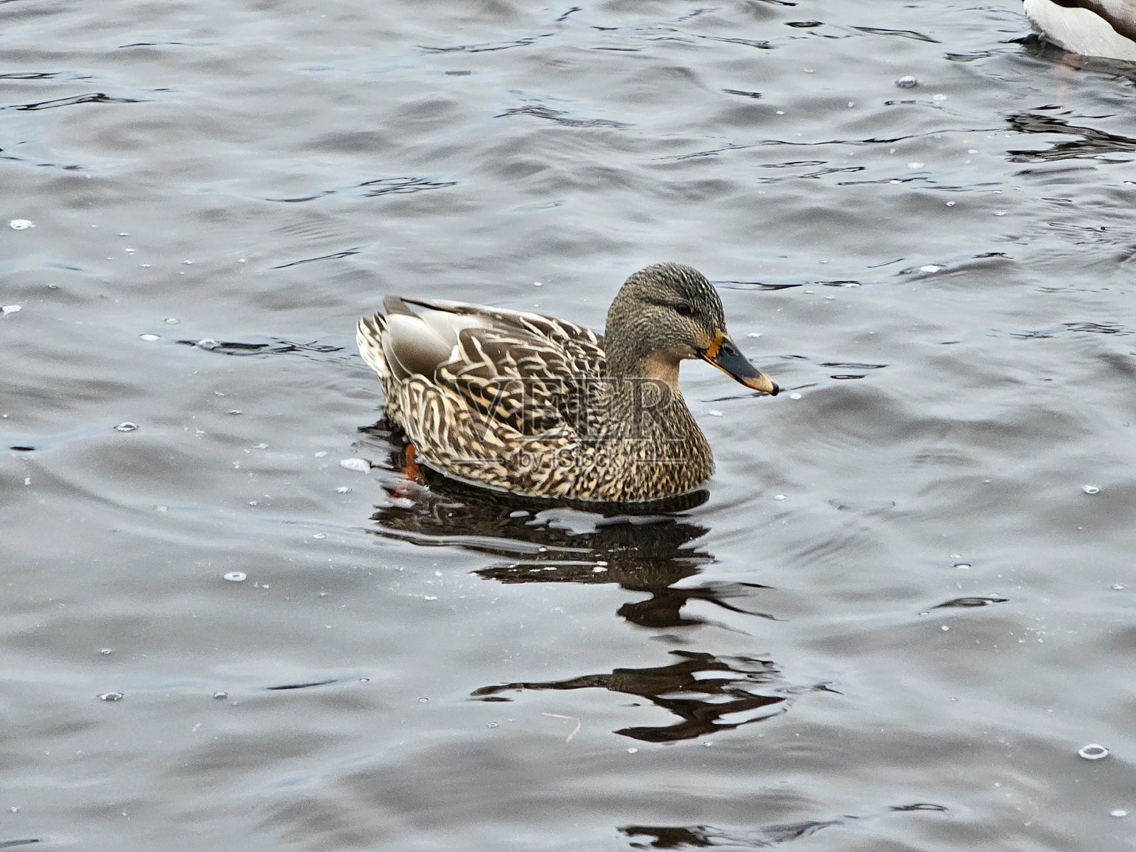 水里的鸭子照片摄影图片