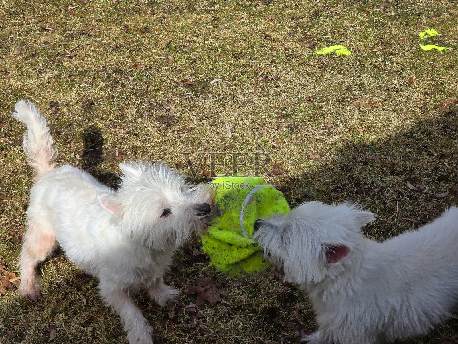 两个西部人争球照片摄影图片