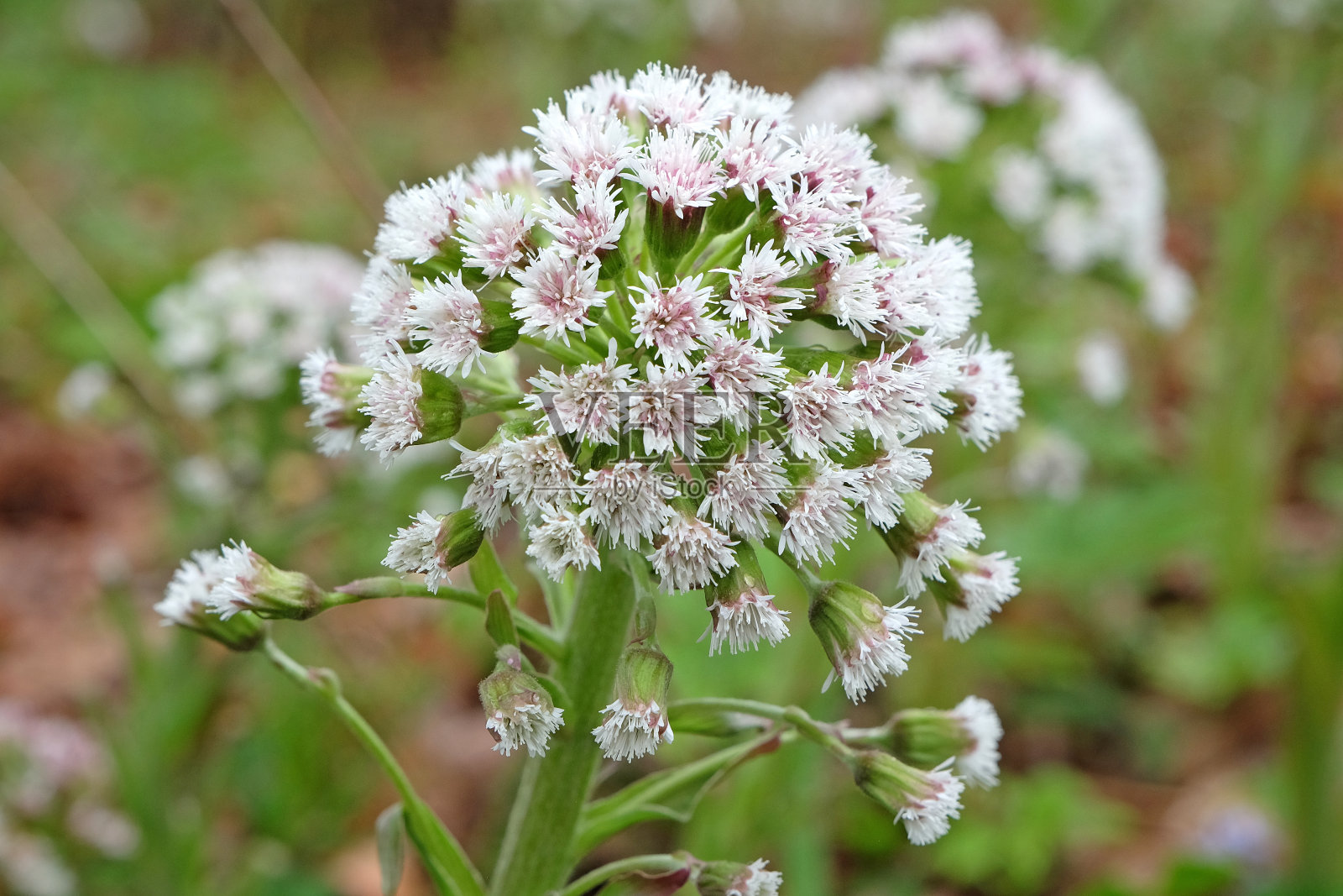 白色和粉红色的甜荠菜，Petasites frigidus palmatus，也被称为北极butterbur或高山butterbur。照片摄影图片