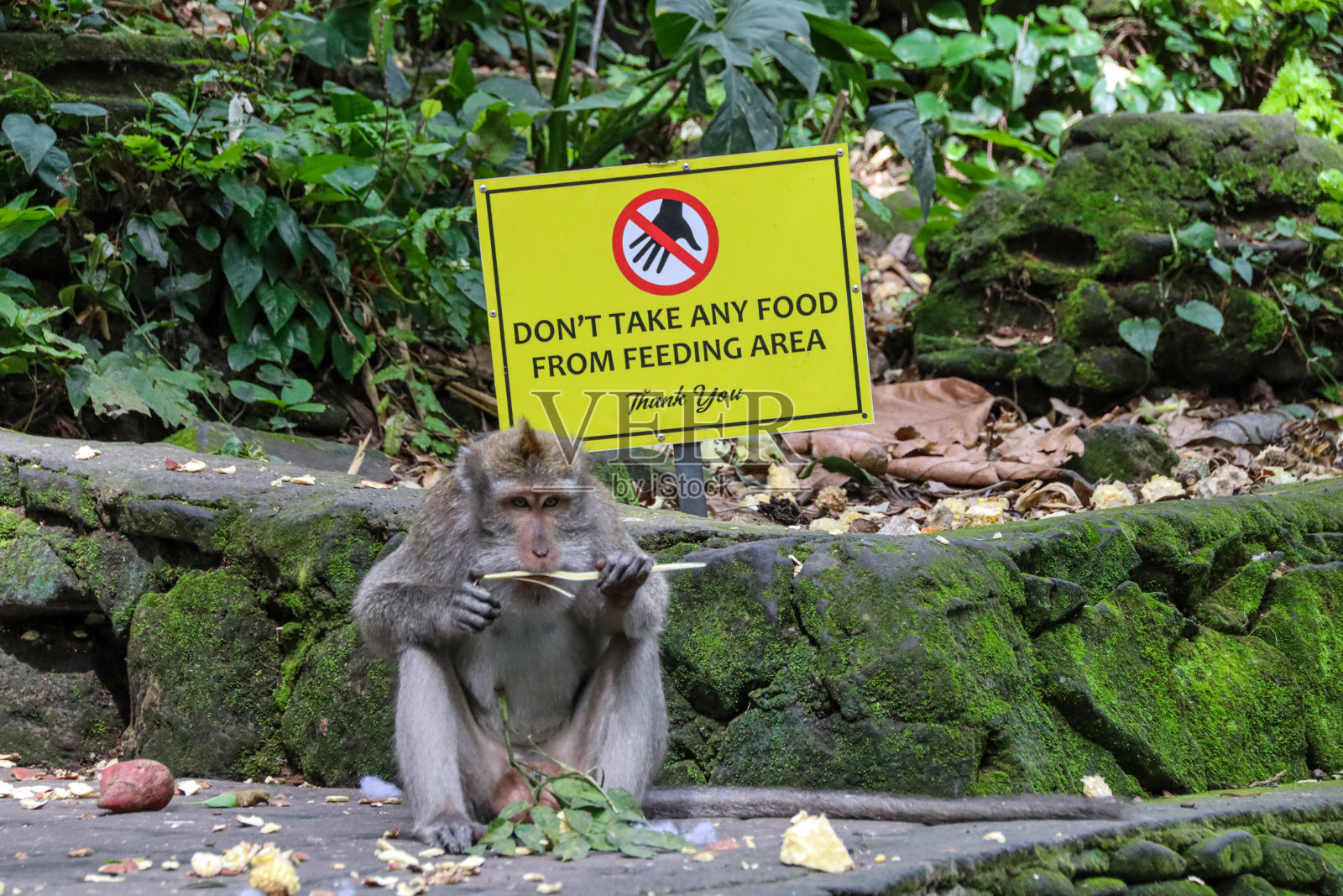 参观乌布的猴子森林照片摄影图片