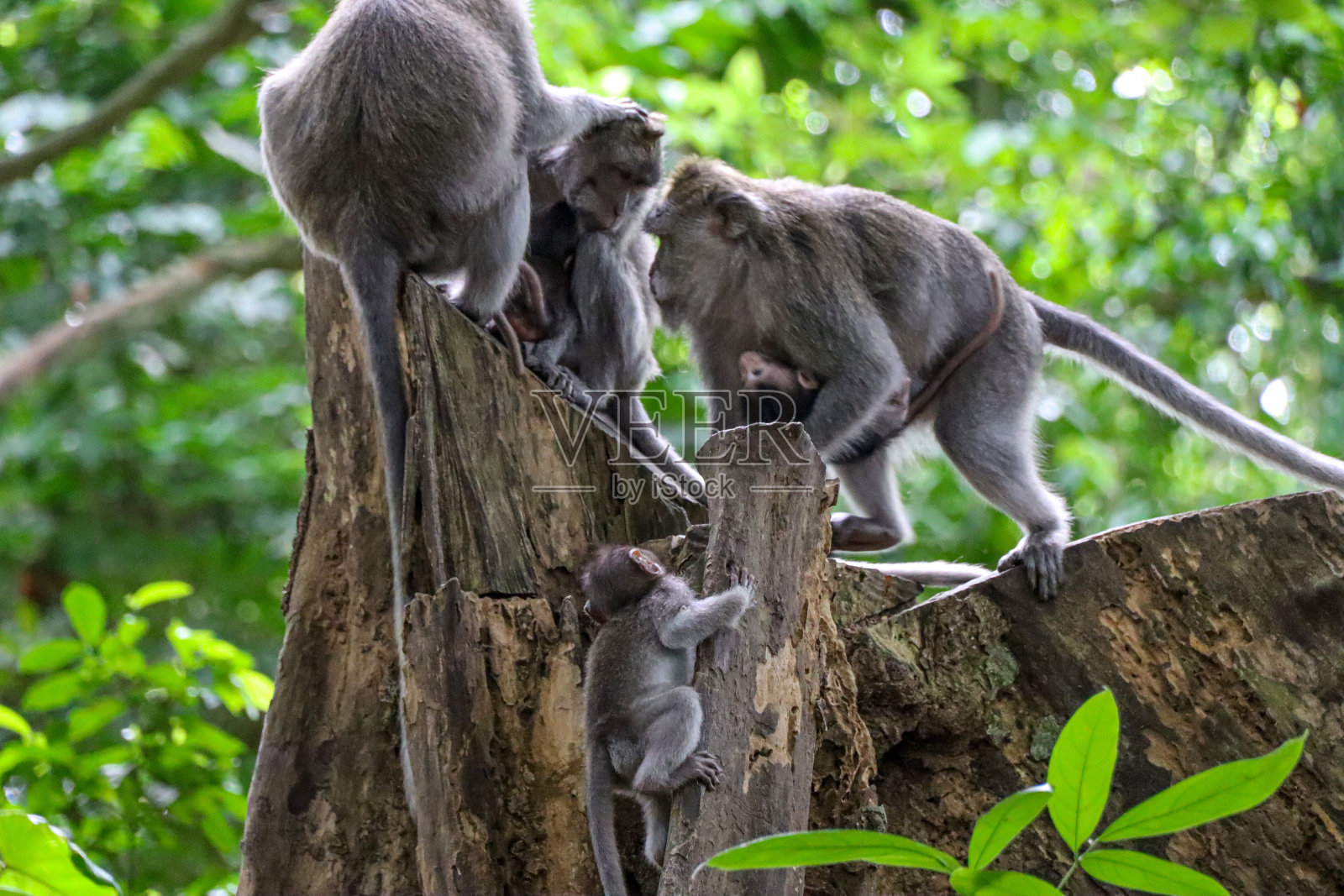 参观乌布的猴子森林照片摄影图片