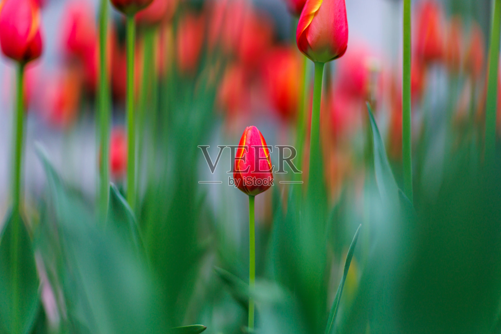 郁金香照片摄影图片