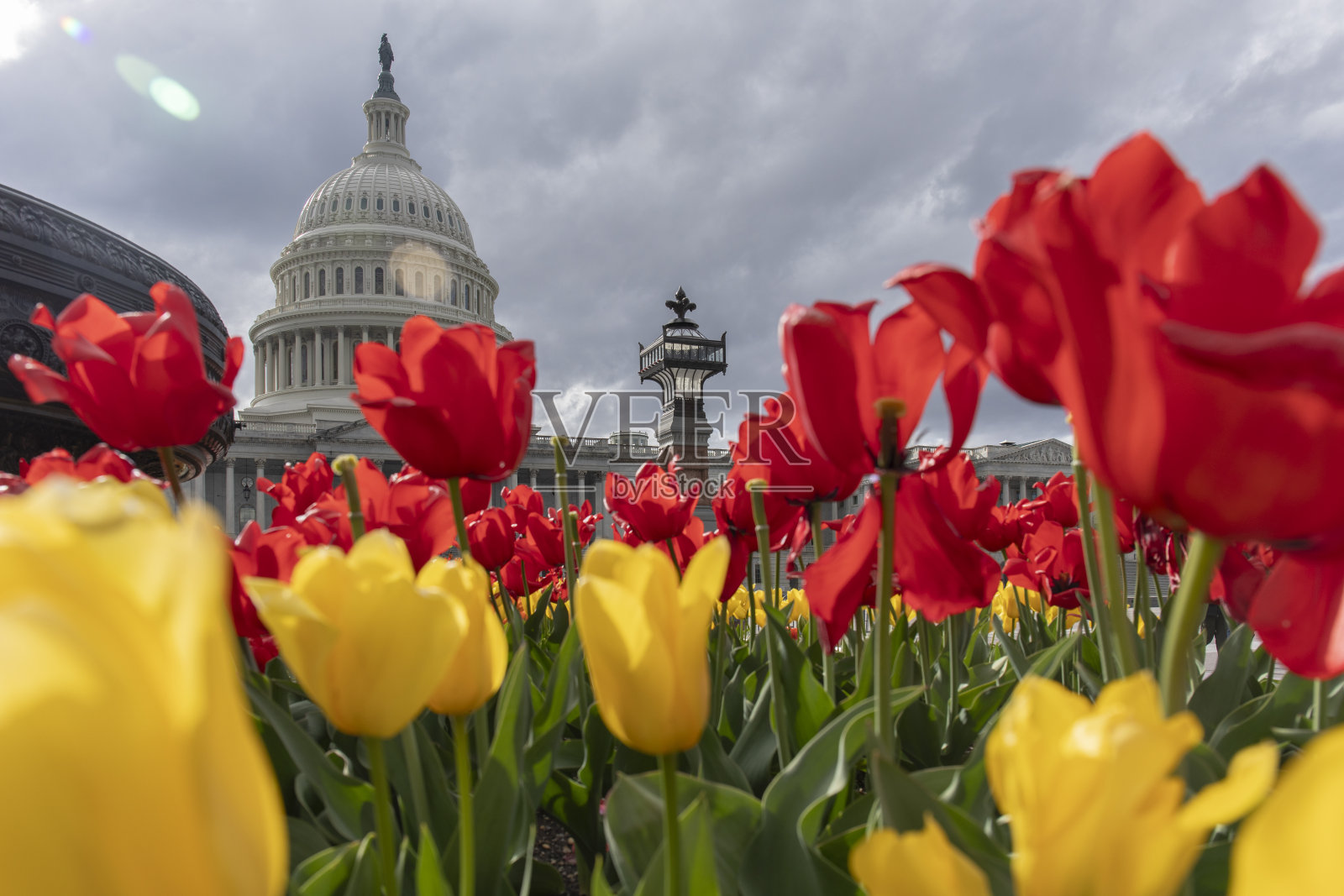 美国的国会山和郁金香照片摄影图片