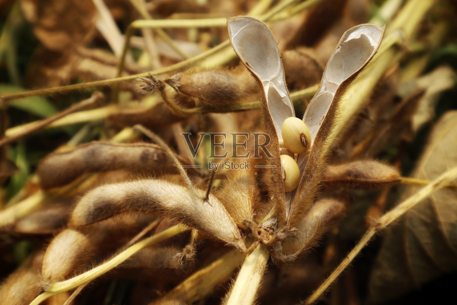 有机大豆可用于各种用途。好的植物含有对身体有益的优质蛋白质。照片摄影图片