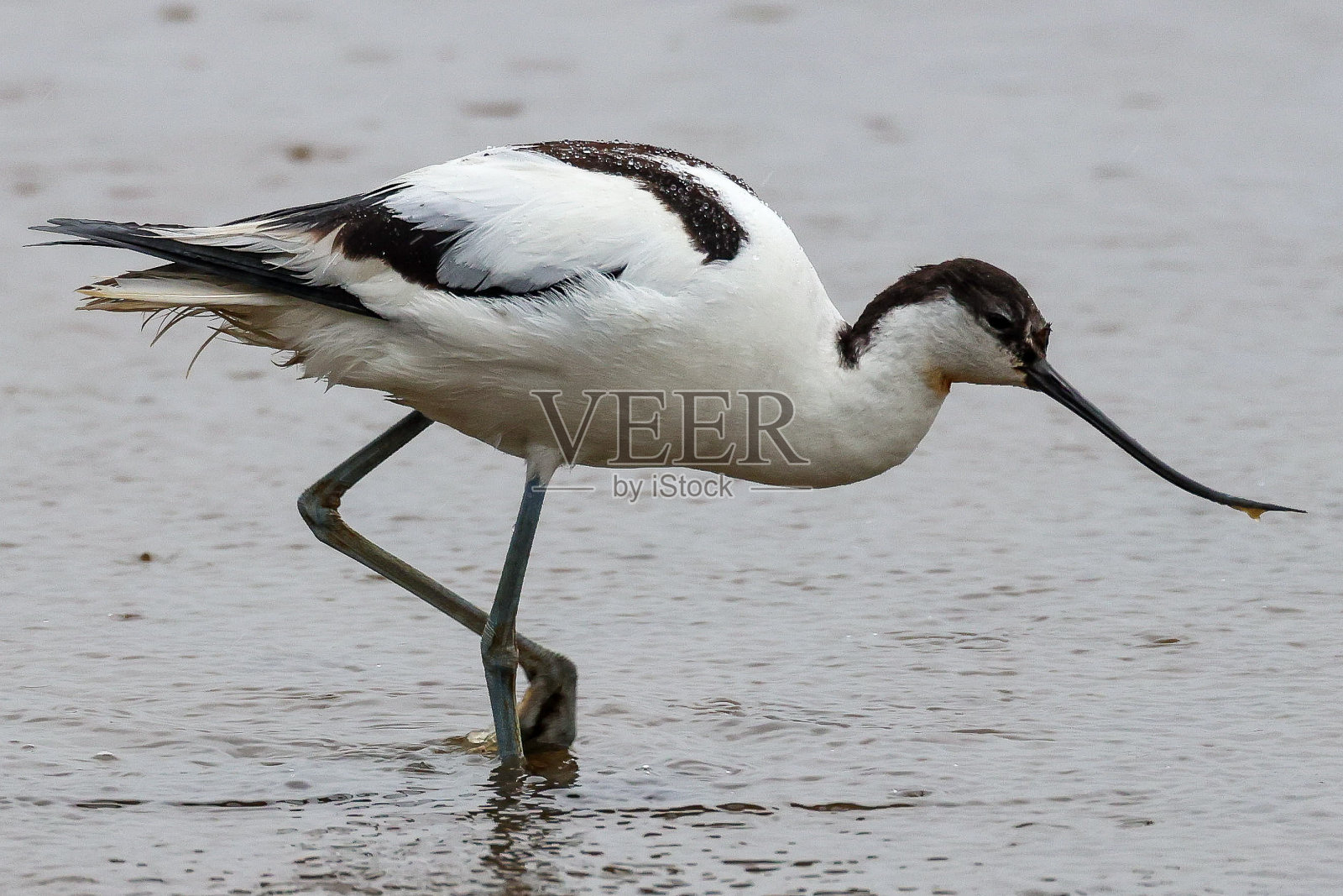 Avocet喂养照片摄影图片