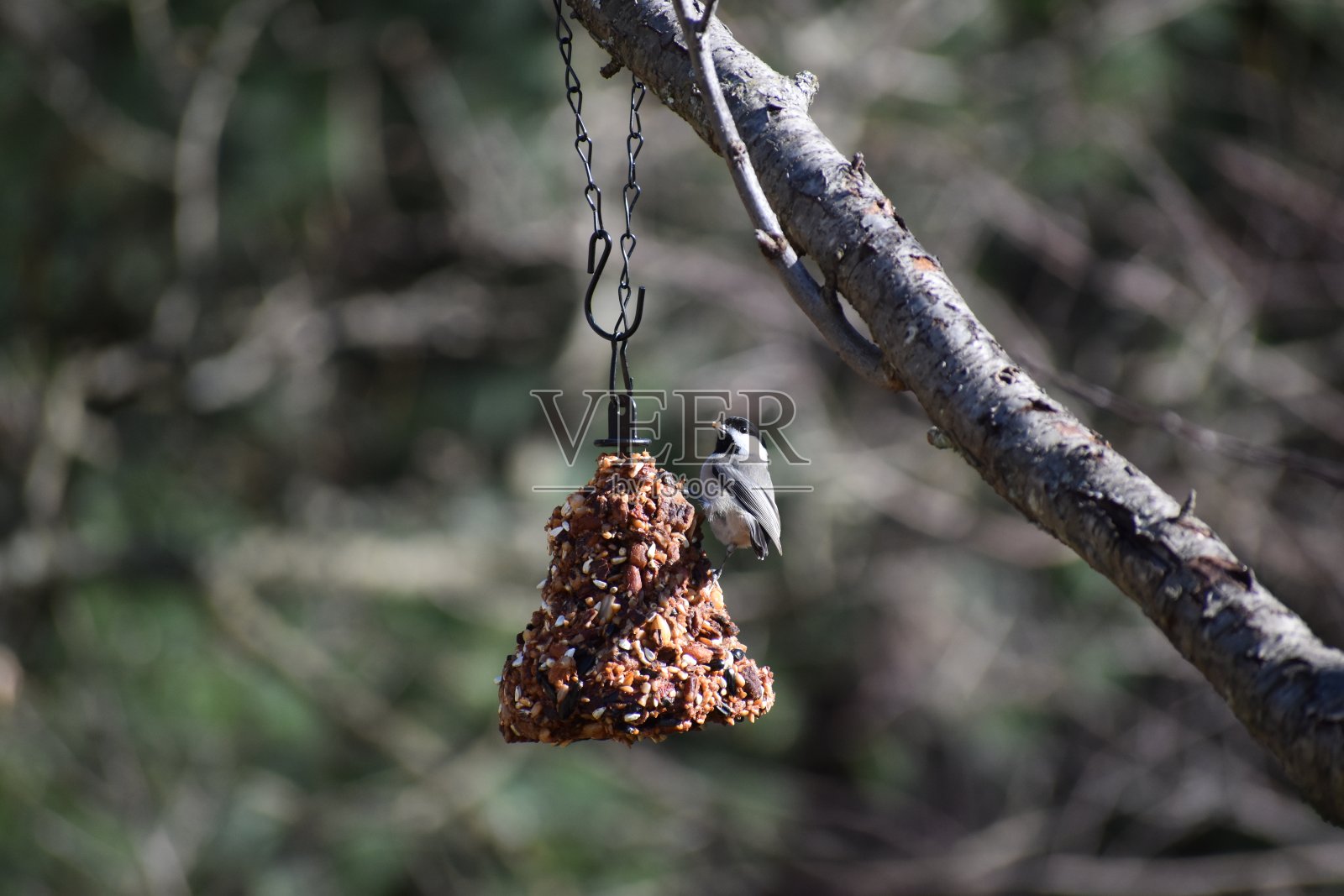 卡罗莱纳的山雀照片摄影图片