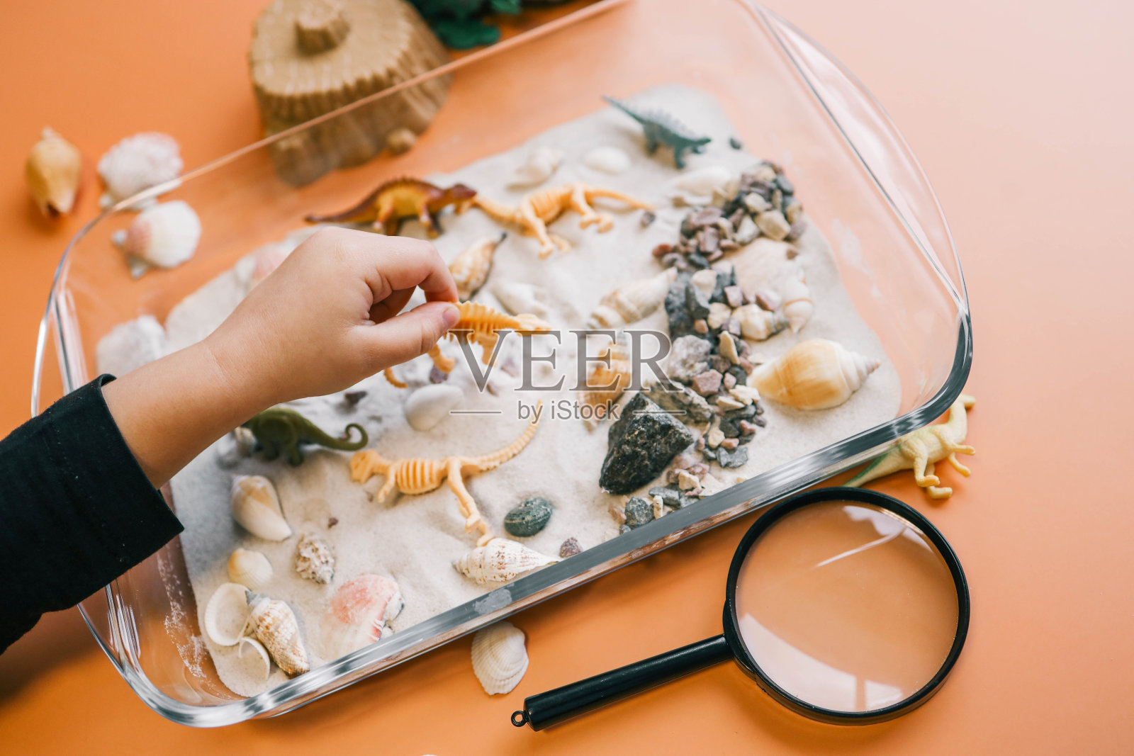 感官箱用于儿童游戏特写，恐龙和贝壳挖掘照片摄影图片