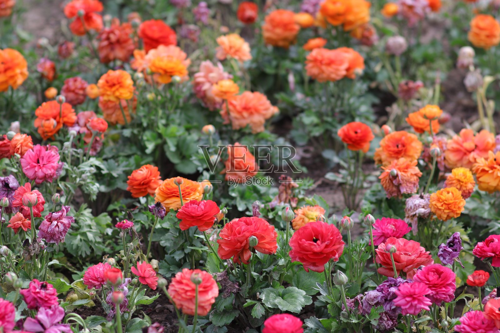 多色花照片摄影图片