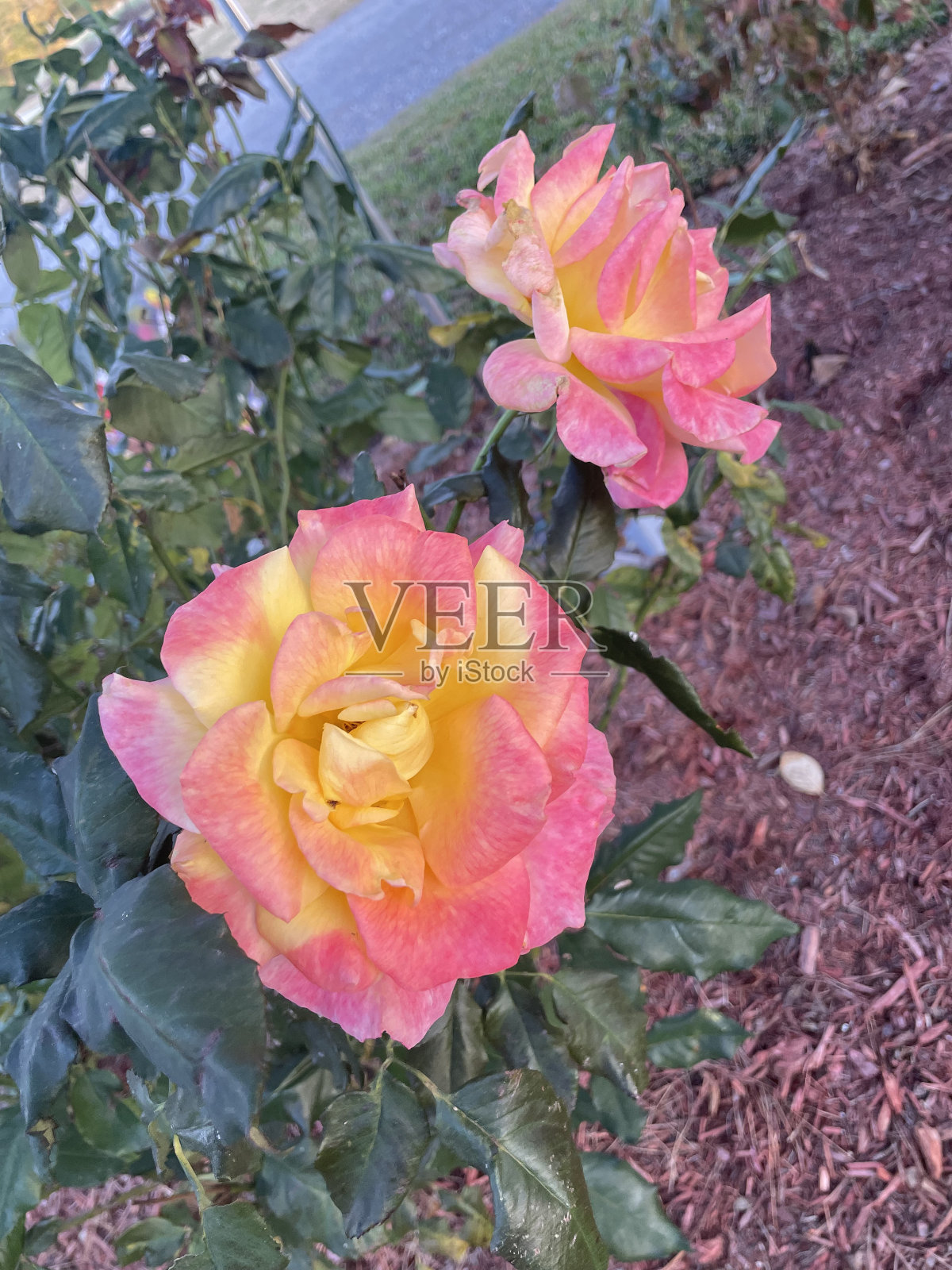 钱和圣经，猫，花，树，树叶，天空的云照片摄影图片