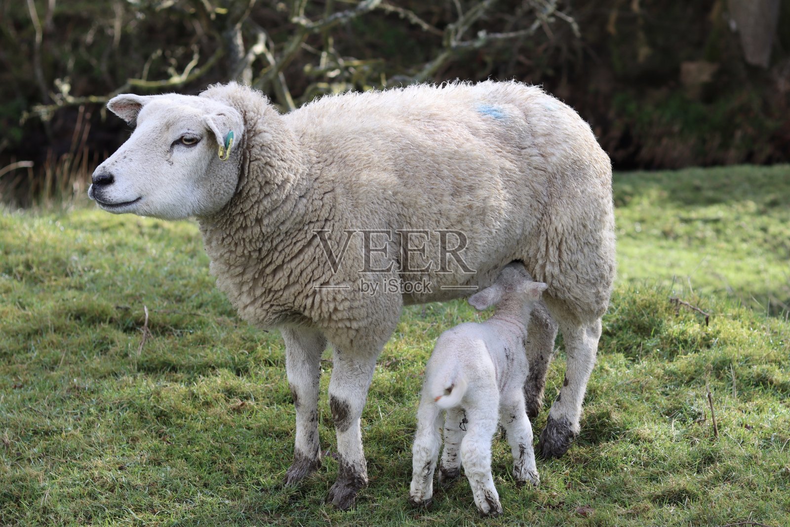 春天的田野里，小羊从妈妈身上吸奶照片摄影图片