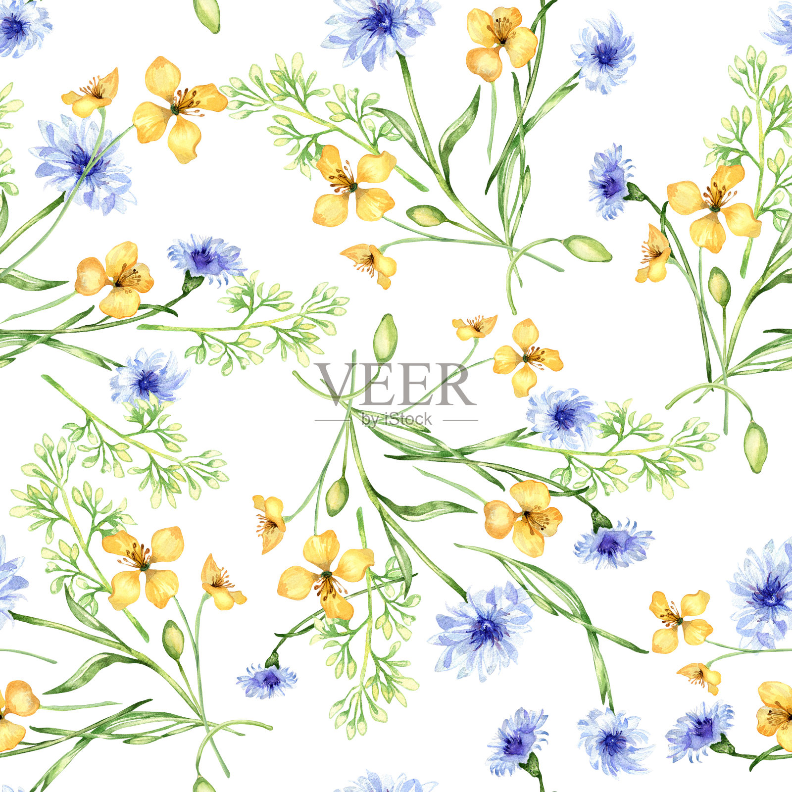 黄色，蓝色的草甸花在水彩无缝图案隔离在白色。白屈菜和矢车菊的素描。药用植物，有用的印花手绘。家纺、包装设计插画图片素材
