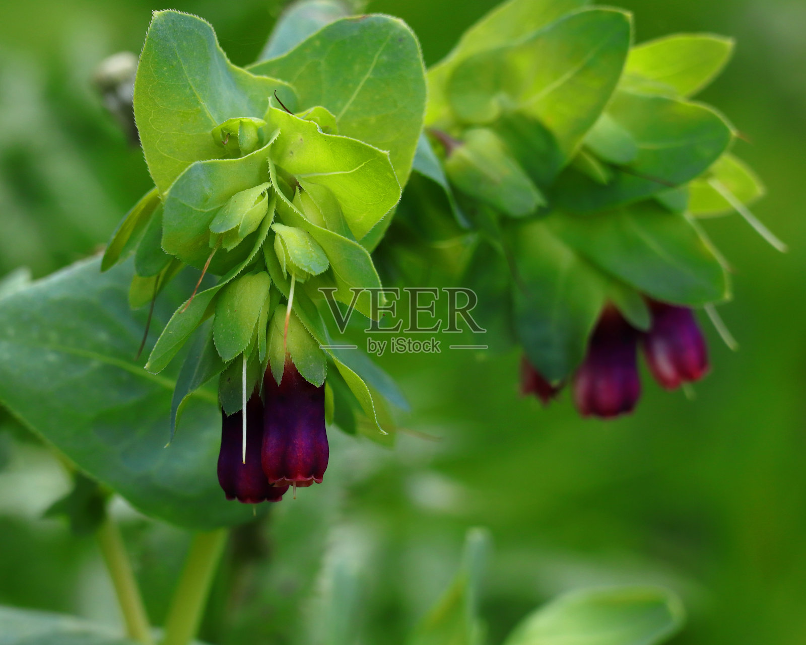 蜜草“紫癜”-主要在自然界。葡萄牙。照片摄影图片