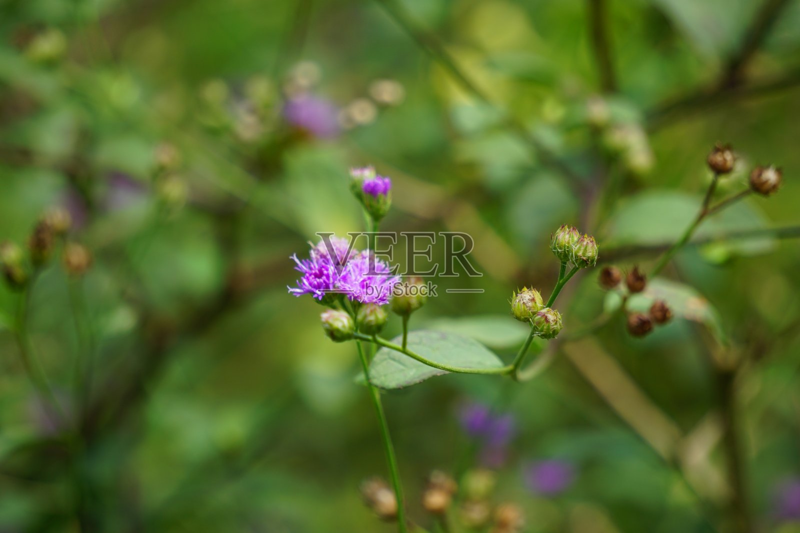 毛茛(阿巴拉契亚铁草，阔叶铁草，茶色铁草，高地铁草)。龙舌兰是菊科的一种植物照片摄影图片