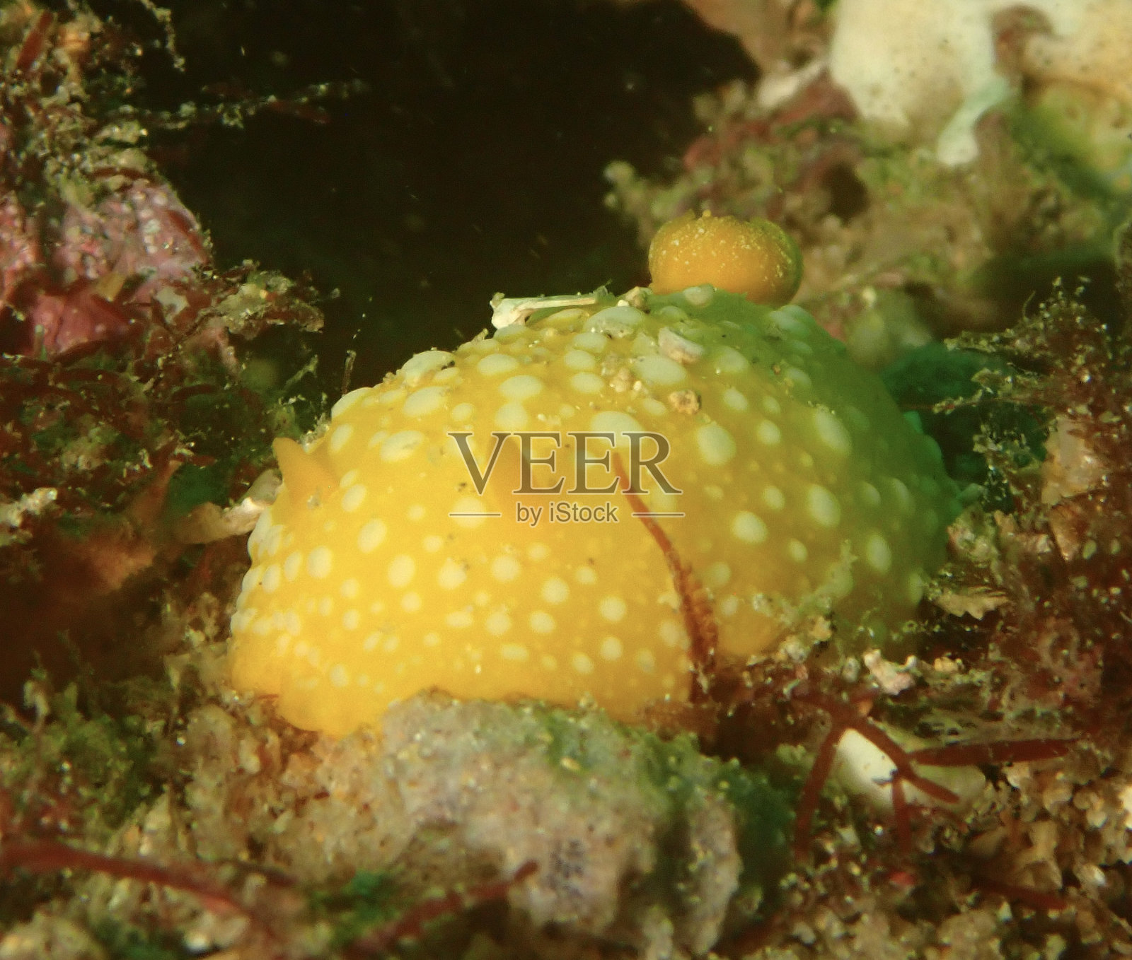 新黄皮属照片摄影图片