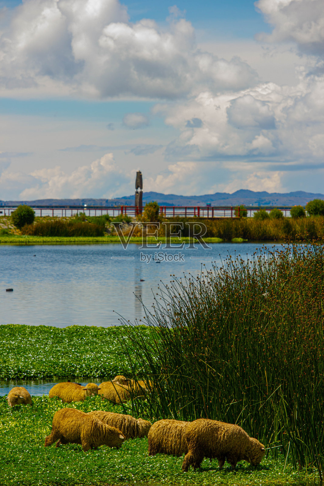 羊和的的喀喀湖照片摄影图片