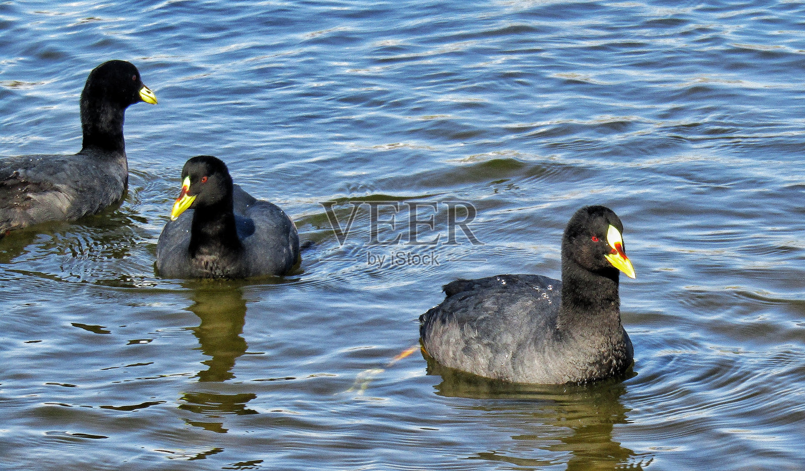 常见tagua照片摄影图片