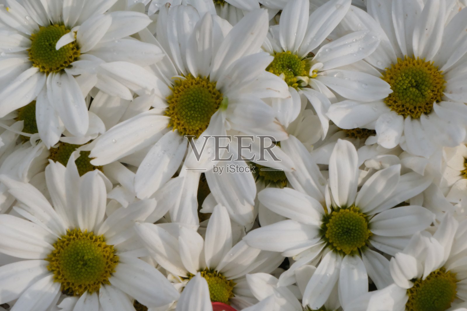 白色的雏菊照片摄影图片