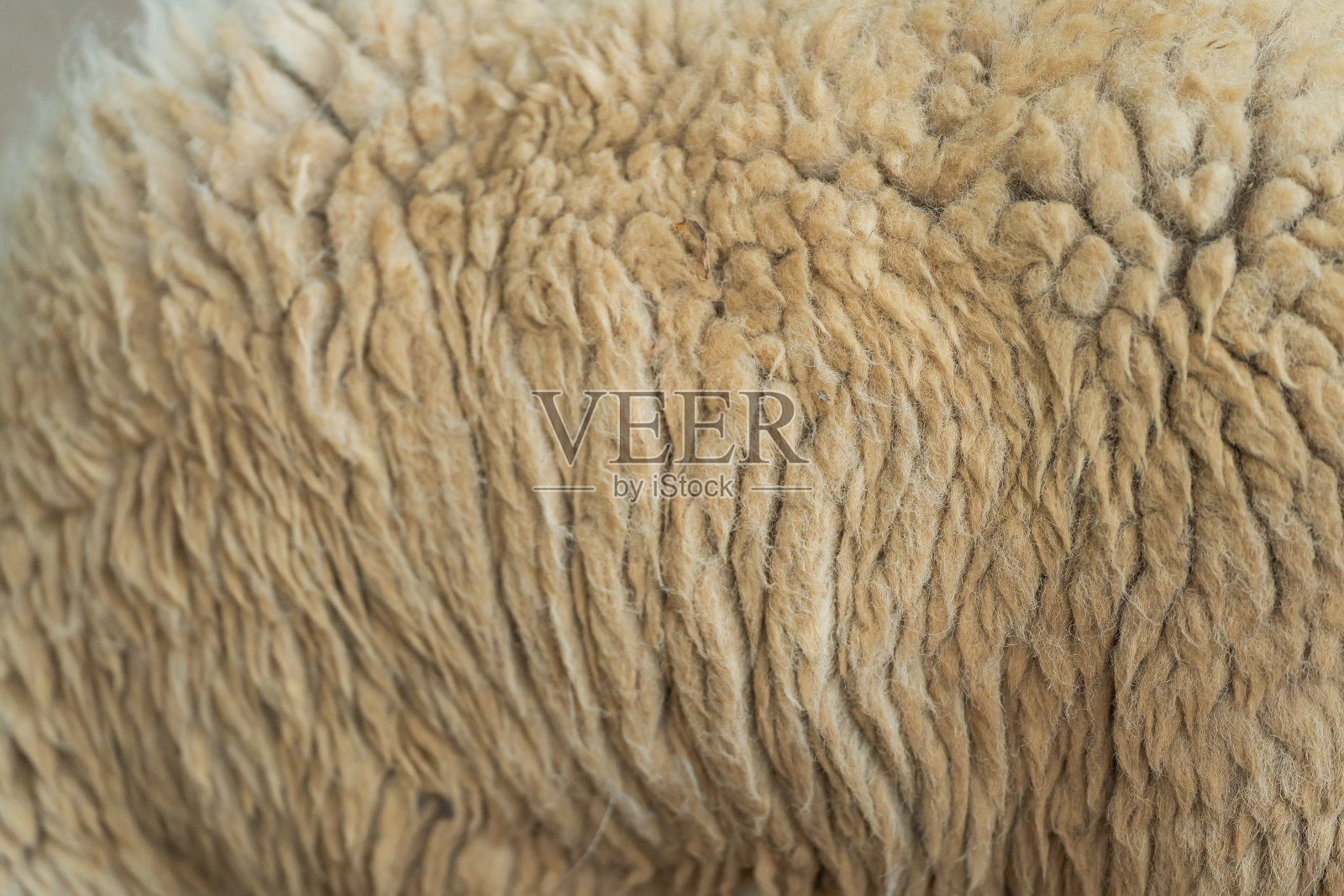 绵羊的皮毛在特写中被展示出来照片摄影图片