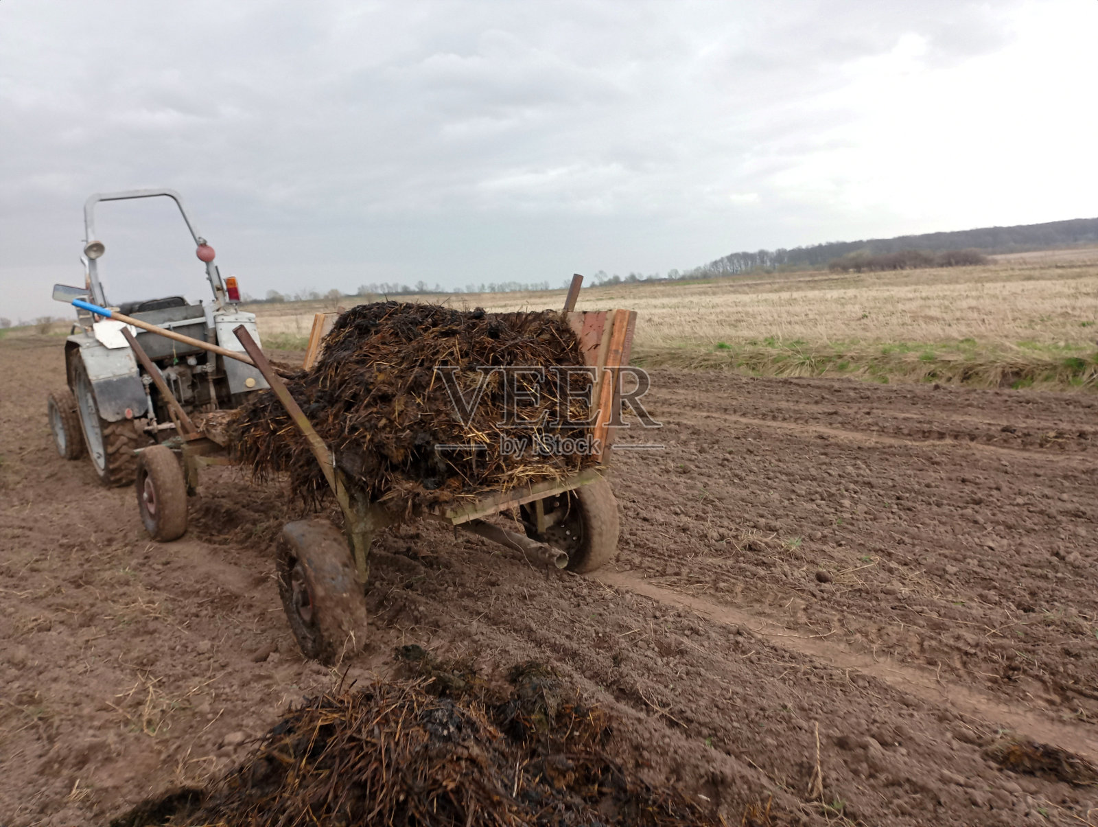 拖车上有一辆拖拉机，上面有一大堆肥料，用来给一块宽敞的土地施肥。土壤施肥采用生物纯肥料。用牛粪给田地施肥。照片摄影图片