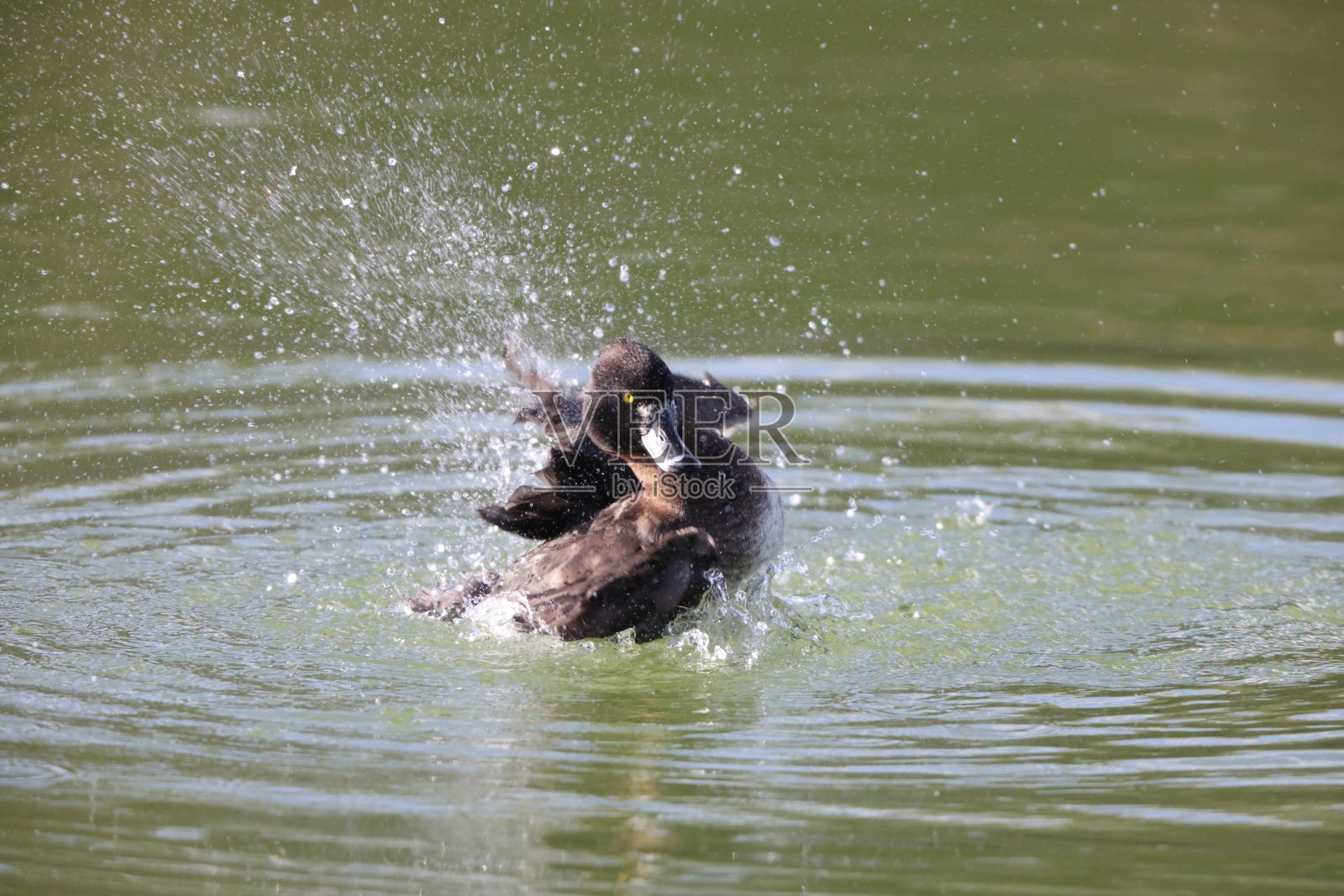 日本毛羽鸭(Aythya fuligula照片摄影图片