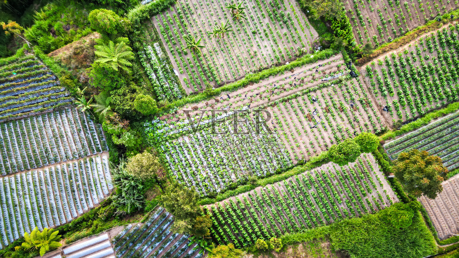 清晨，鸟瞰薄雾笼罩的山坡上整洁的菜园和村庄。农业概念，有机农业，乡村风光，环境。照片摄影图片
