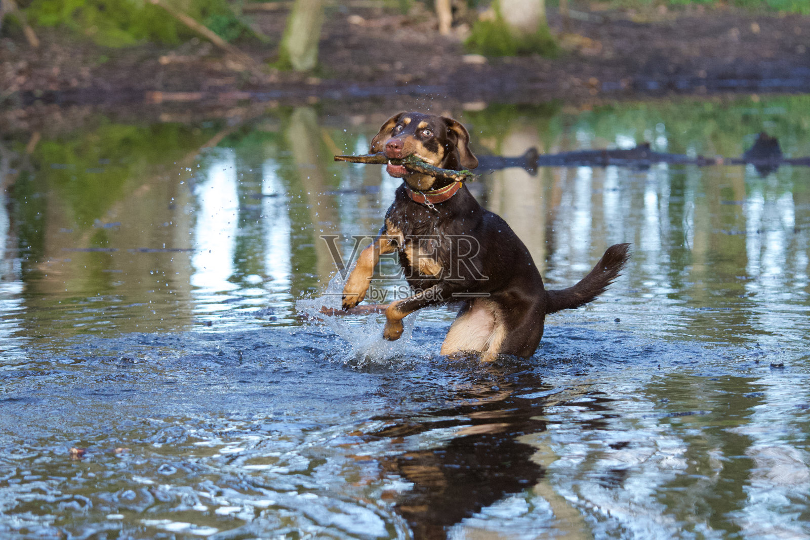 没有绑绳的顽皮狗在野外跳入水中照片摄影图片