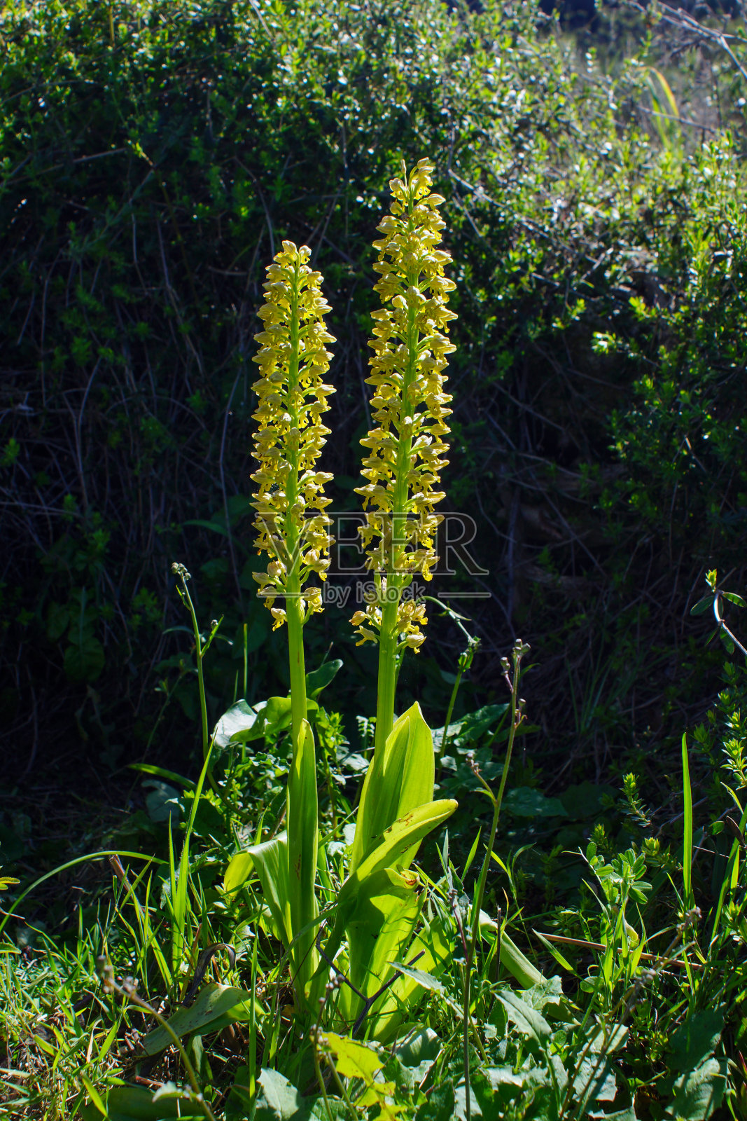 小点兰花(orchis punctulata)，盛开的兰花，天然栖息地在塞浦路斯照片摄影图片
