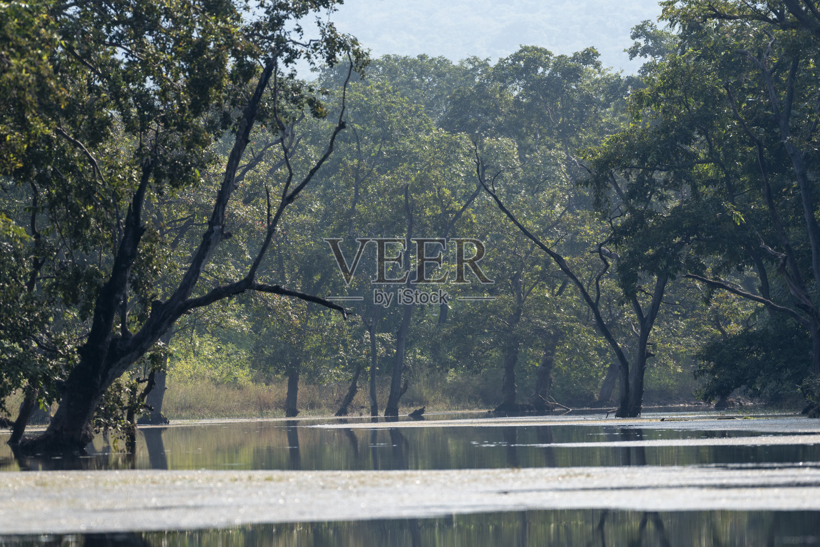 阳光明媚的日子里的森林景观。照片摄影图片