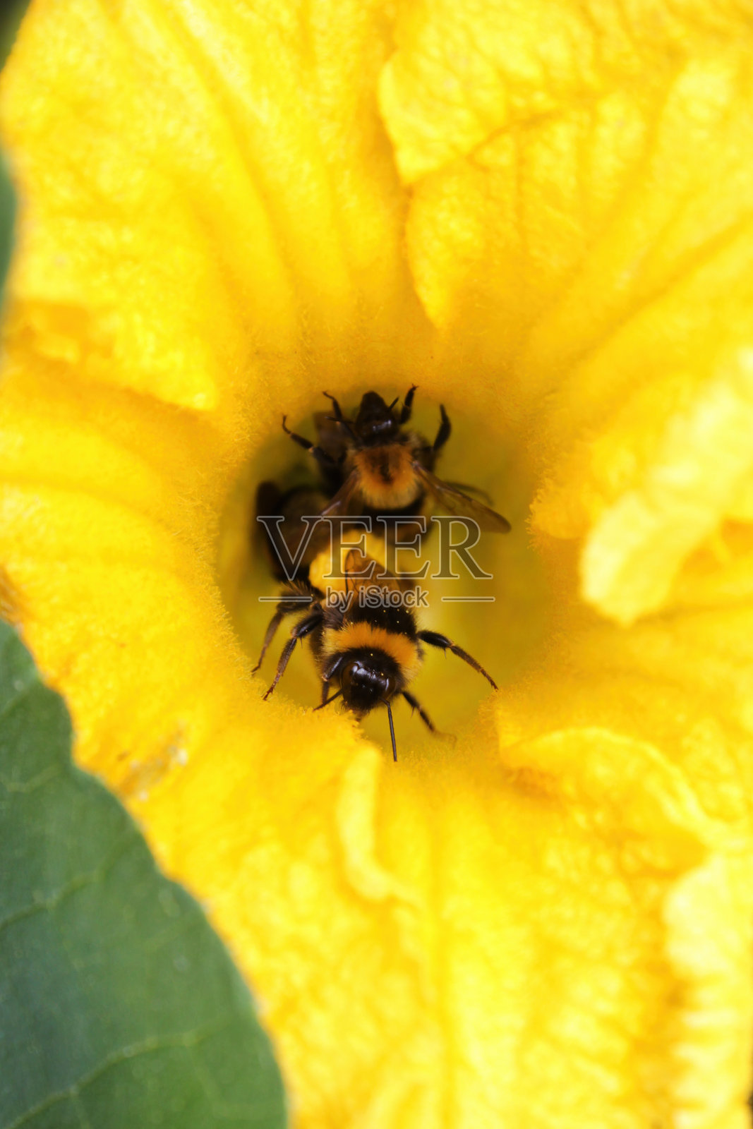 黄色花朵中的大黄蜂照片摄影图片