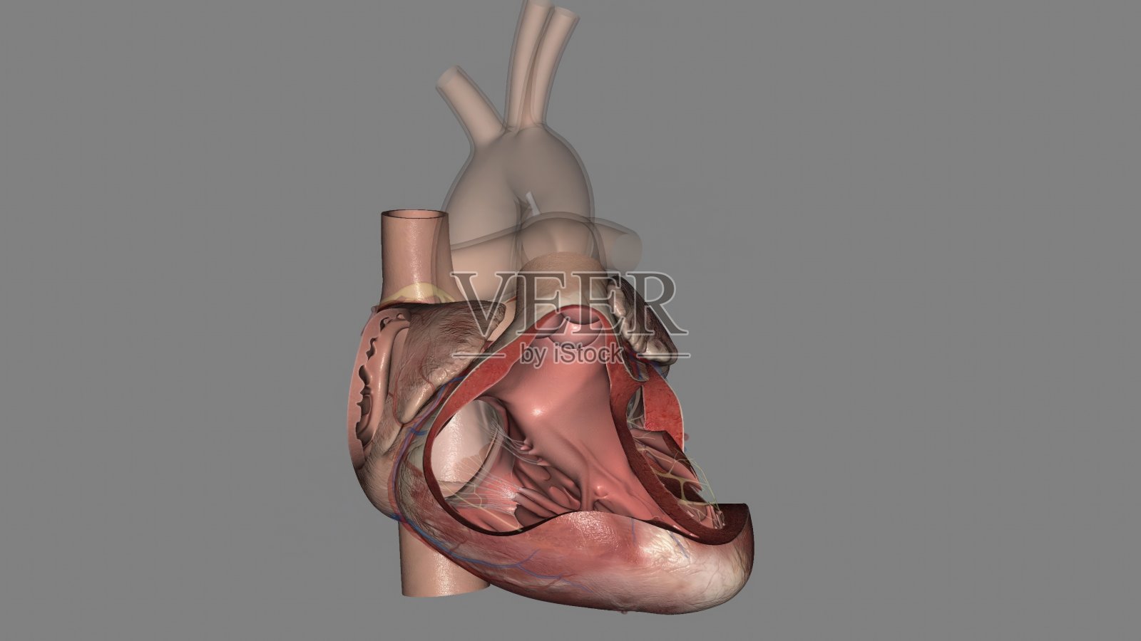 心脏，心房和心室3d照片摄影图片