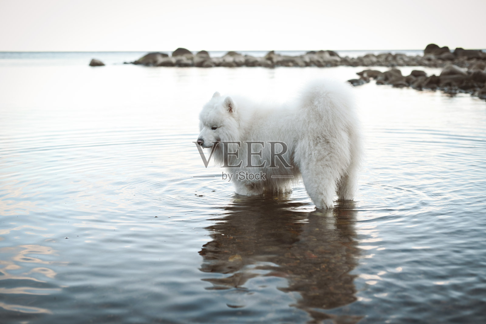 漂亮的萨摩耶狗在散步照片摄影图片